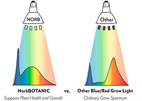 NorbBOTANIC